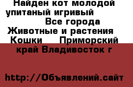 Найден кот,молодой упитаный игривый 12.03.2017 - Все города Животные и растения » Кошки   . Приморский край,Владивосток г.